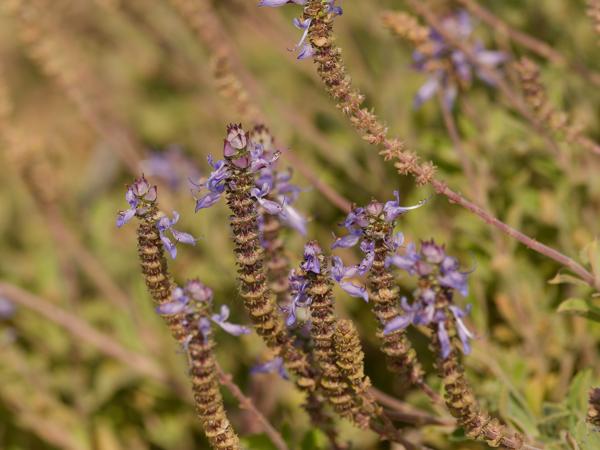 Plectranthus neochilus